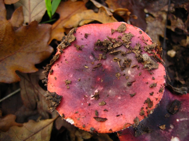 Russula sotto quercia