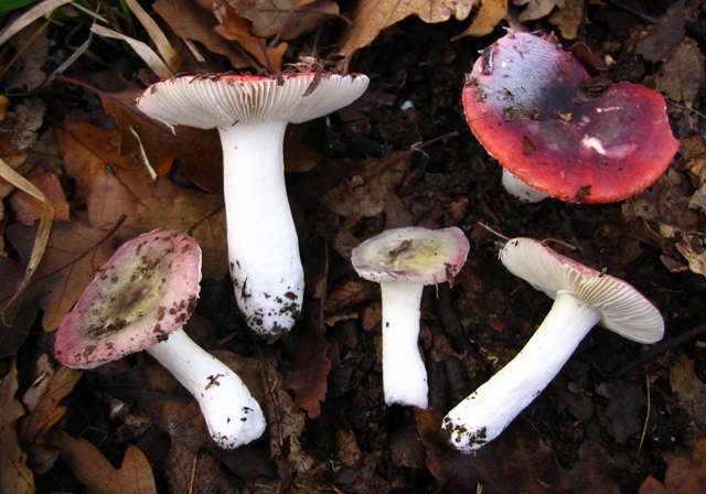 Russula sotto quercia