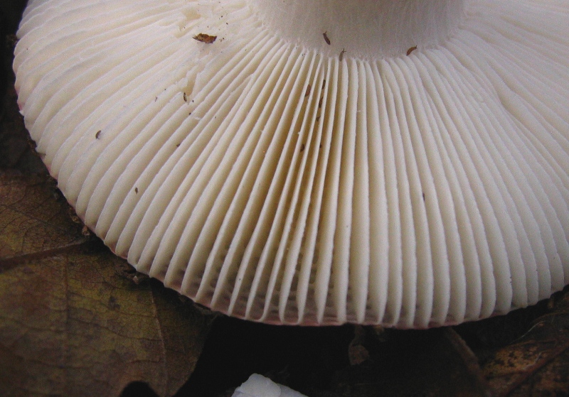 Russula sotto quercia
