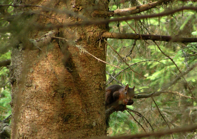 Sciurus vulgaris. Trentino