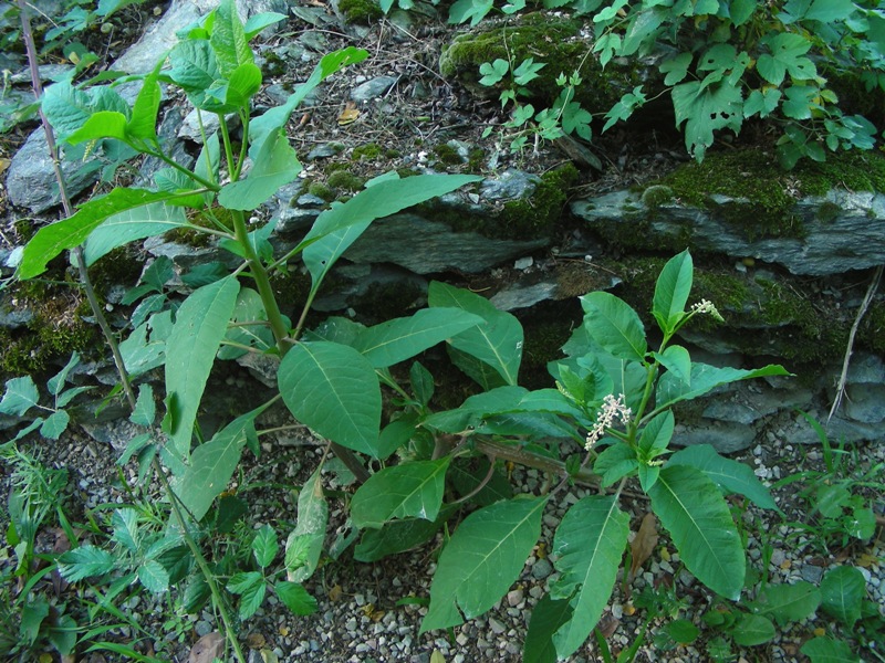 dal Trentino - Phytolacca americana