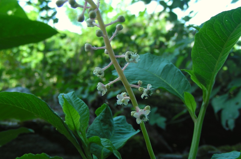 dal Trentino - Phytolacca americana