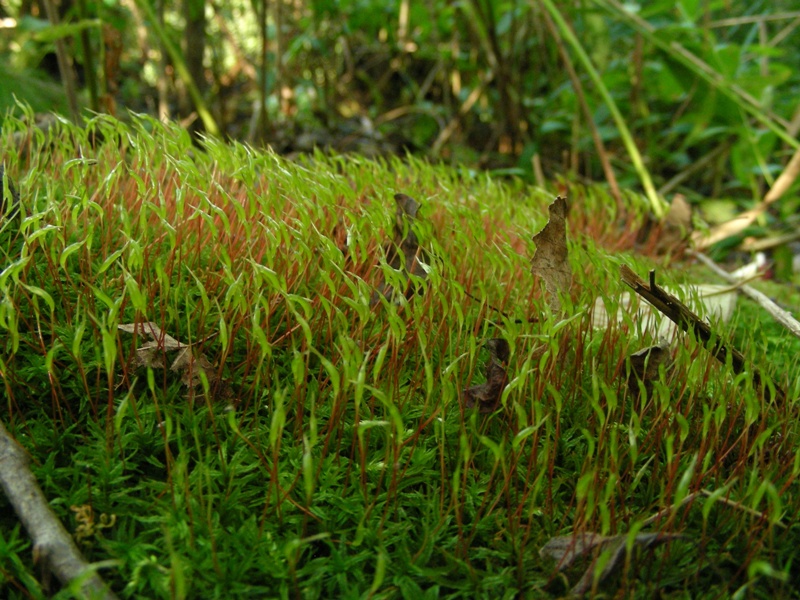 Canneto, micoflora e habitat