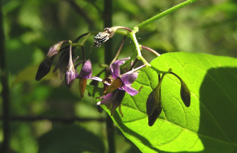 Solanum dulcamara