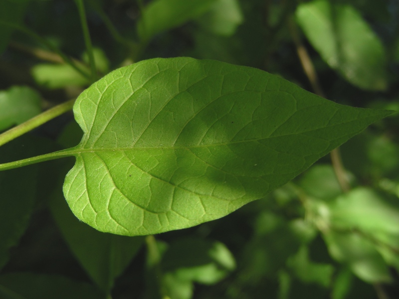 Solanum dulcamara