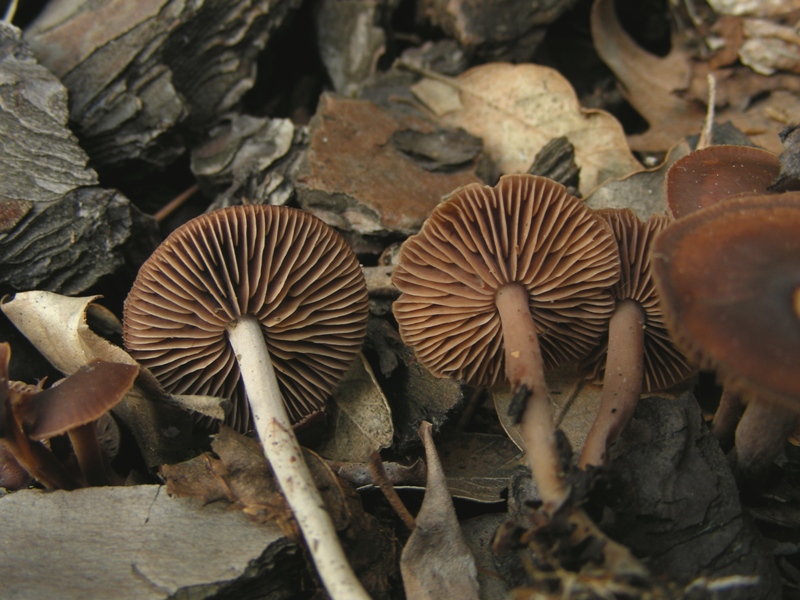 puzzone da determinare