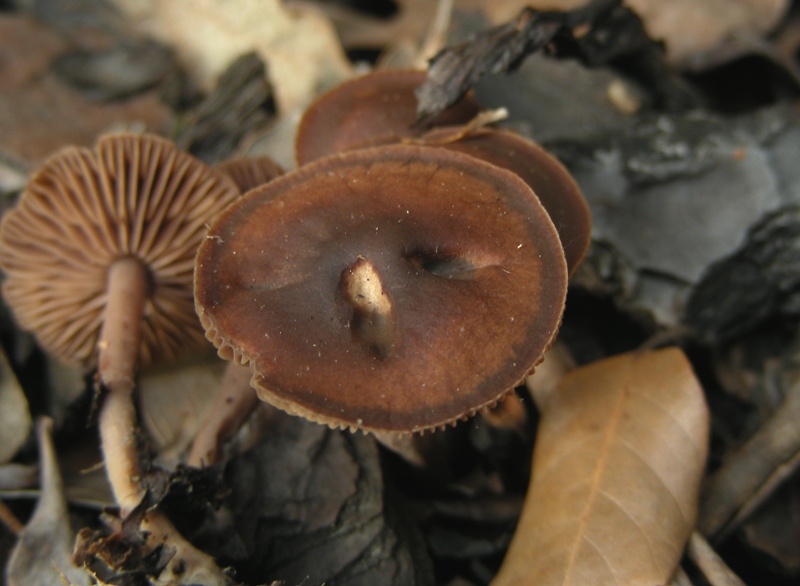 puzzone da determinare