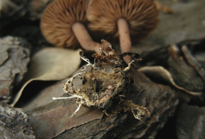 puzzone da determinare