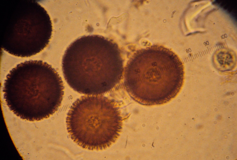 Il quiz dei girasoli