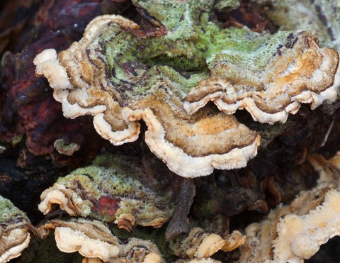 Fungo da determinare 2