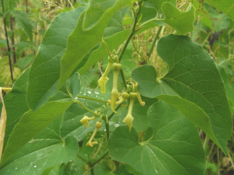 Aristolochia clematitis