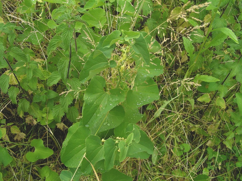 Aristolochia clematitis