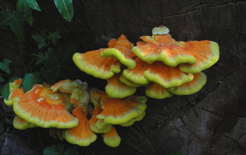 oggi in un castagneto