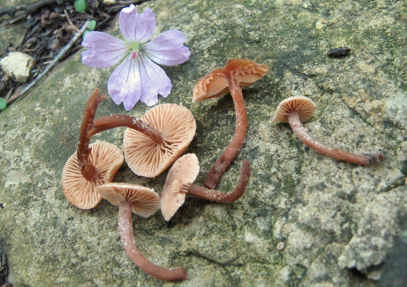 Il bosco inizia il risveglio: il castagneto