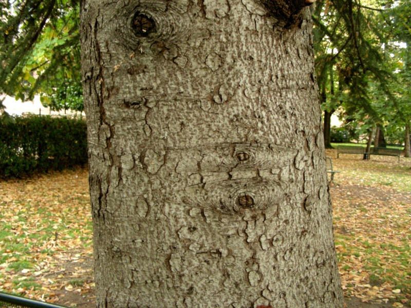 Eccezione alla regola seconda parte