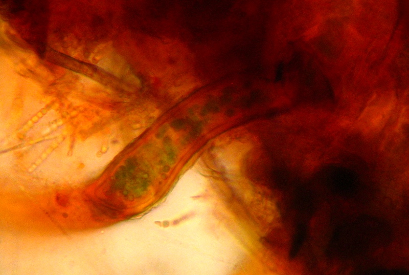 Stranezza in Cordyceps