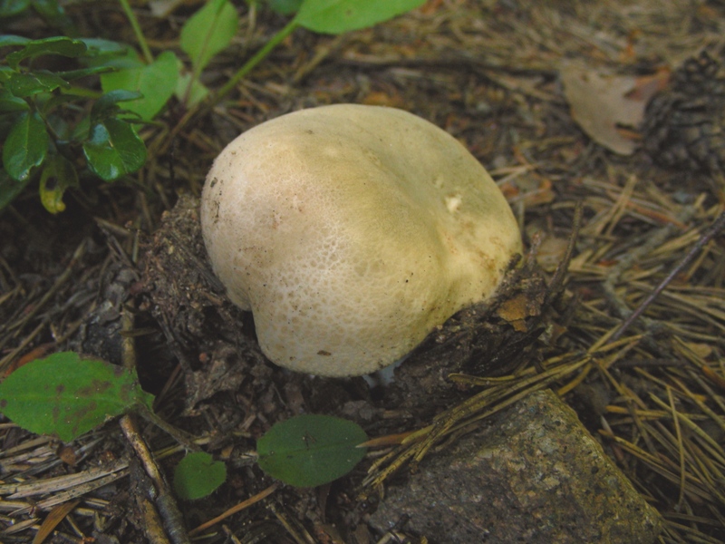 Qualche russula