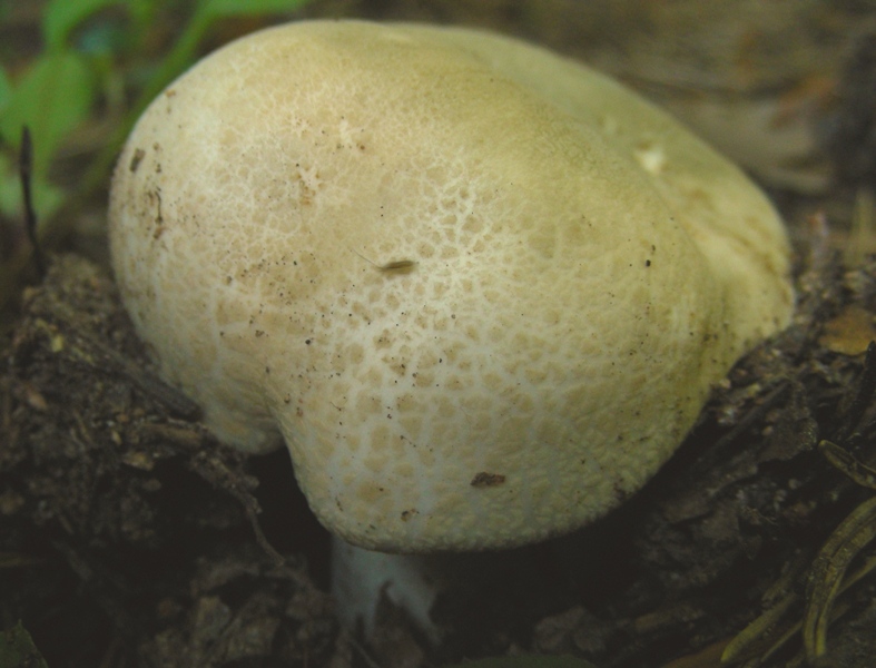 Qualche russula