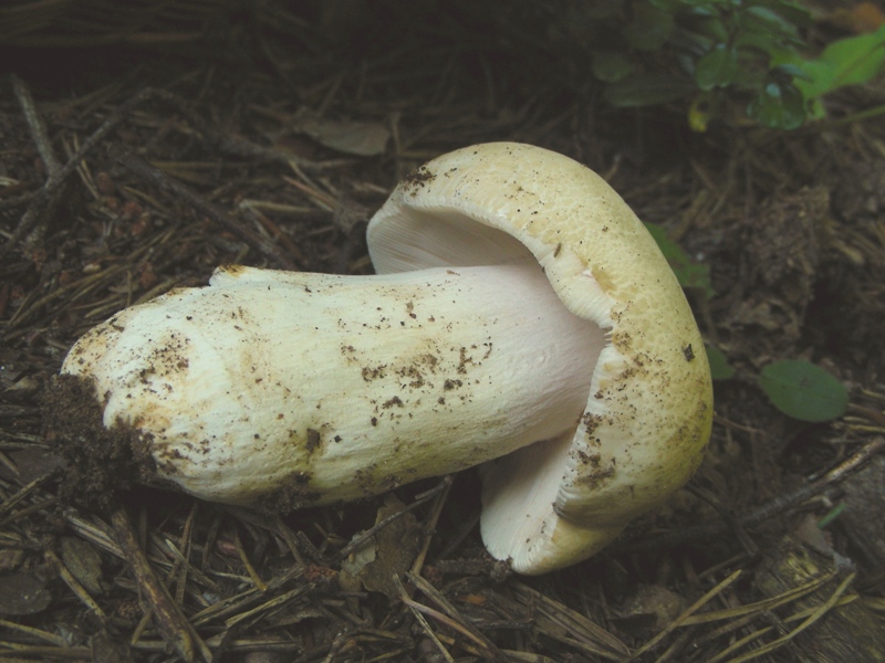 Qualche russula