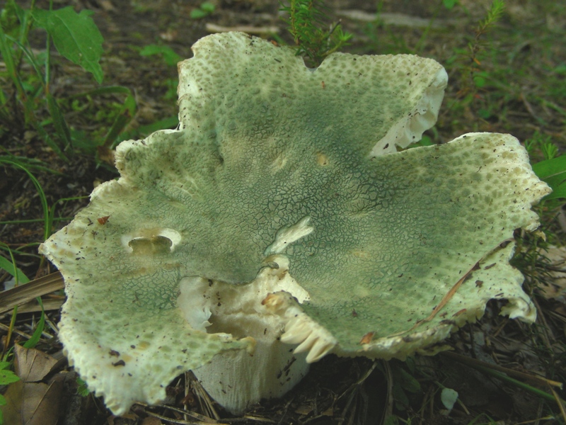 Qualche russula