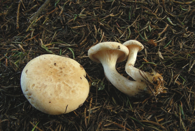 Facciamo due passi tra gli abeti