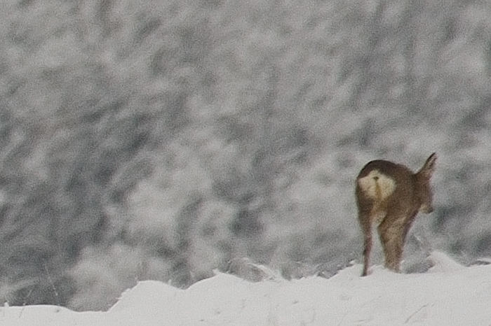 Patologia di capriolo