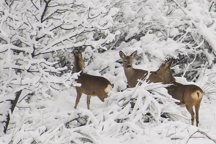 Patologia di capriolo