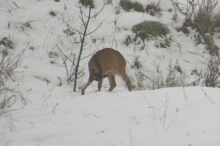 Patologia di capriolo