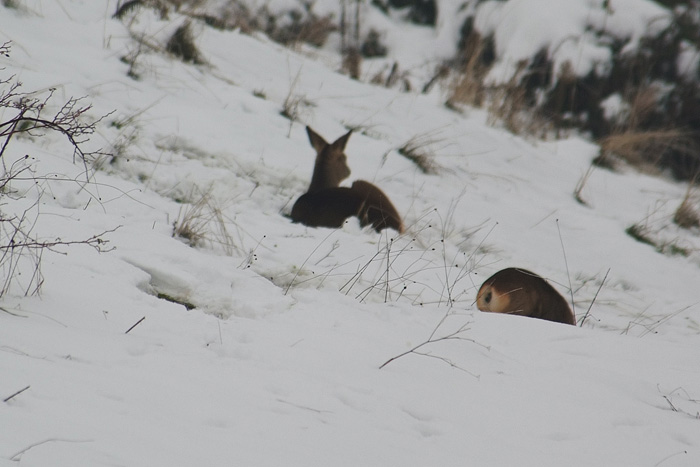 Patologia di capriolo