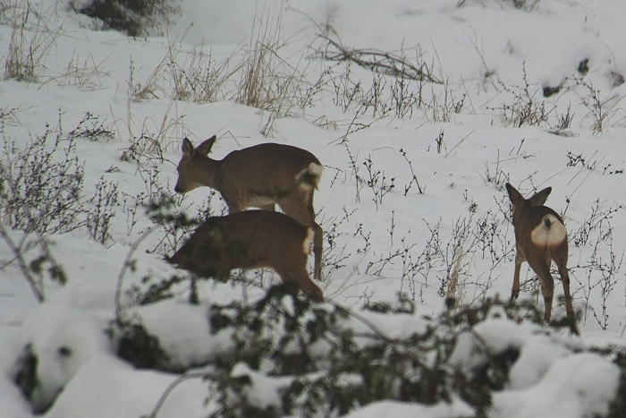 Patologia di capriolo