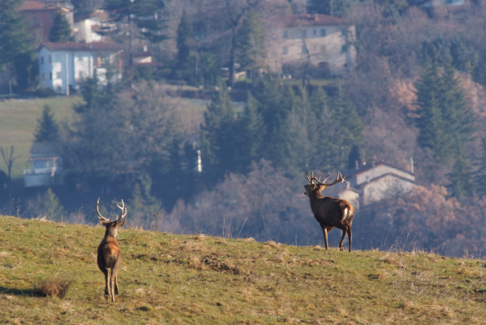 PASSIONE PER IL CERVO