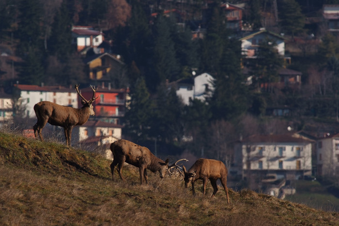 PASSIONE PER IL CERVO