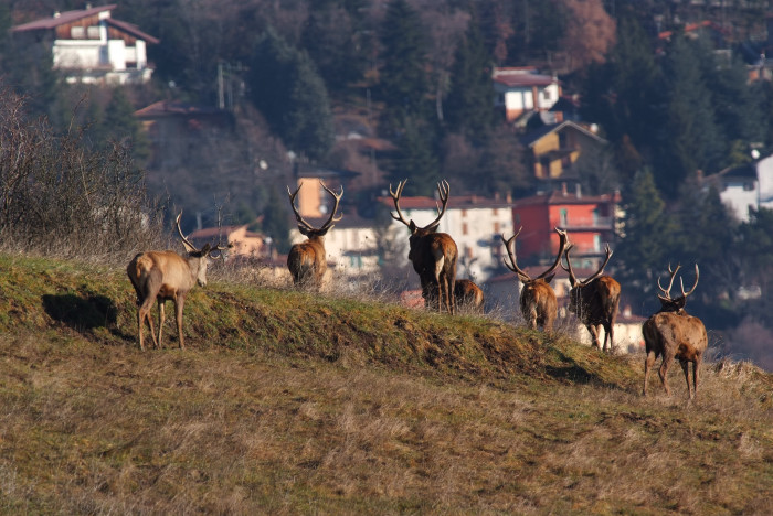 PASSIONE PER IL CERVO