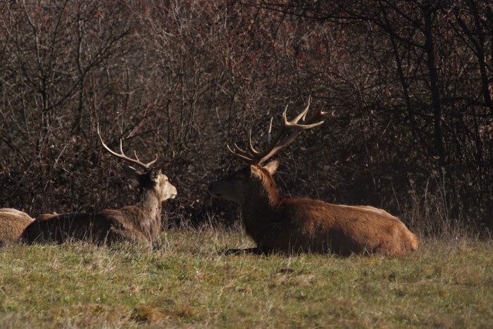 PASSIONE PER IL CERVO