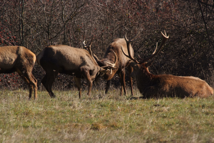 PASSIONE PER IL CERVO