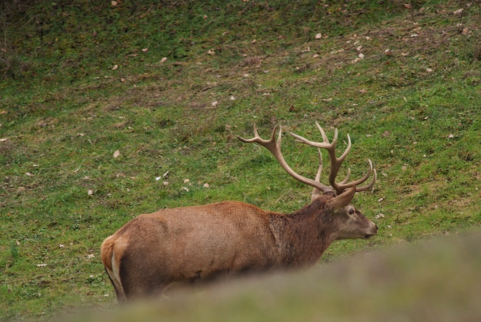 PASSIONE PER IL CERVO