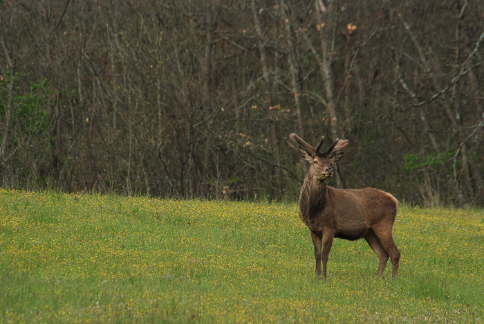 PASSIONE PER IL CERVO