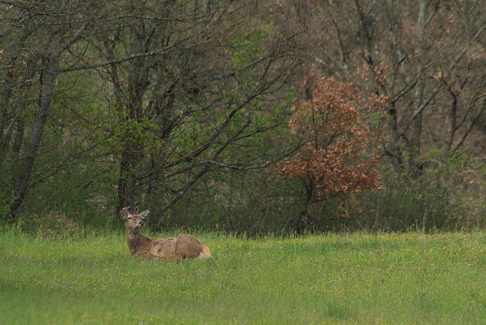 PASSIONE PER IL CERVO