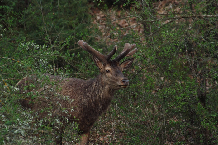 PASSIONE PER IL CERVO