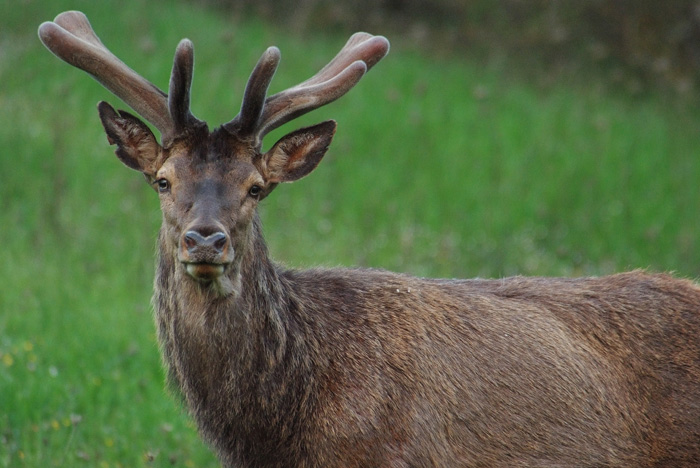 PASSIONE PER IL CERVO