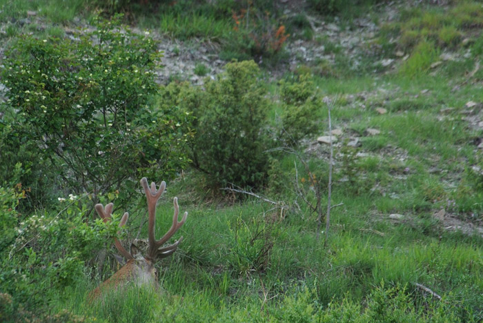 PASSIONE PER IL CERVO