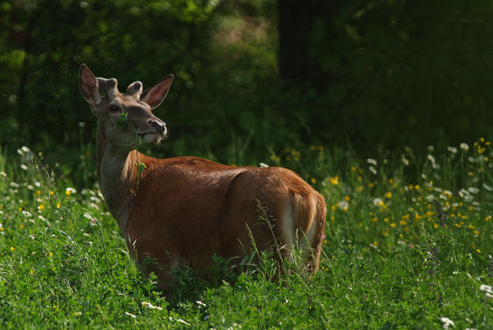 PASSIONE PER IL CERVO