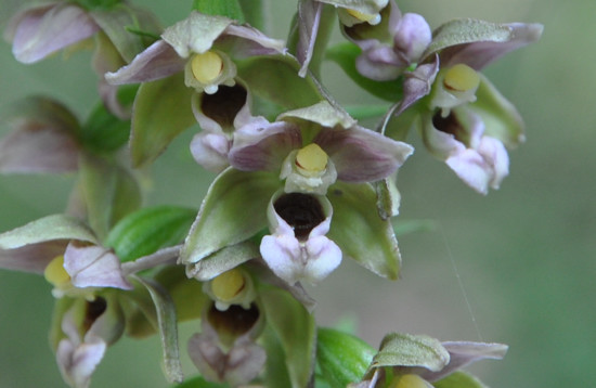 Epipacti...ma quale?