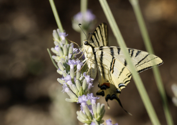 Iphiclides podalirius