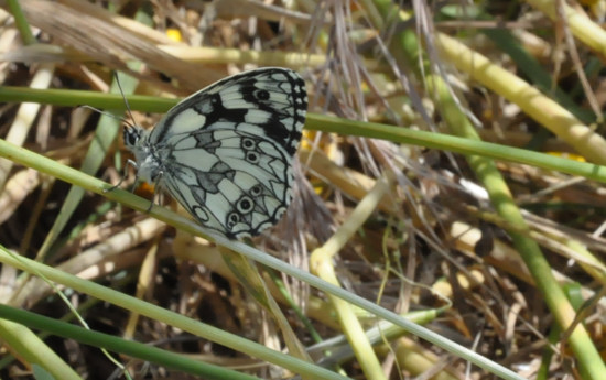 Chi ? - Melanargia galathea