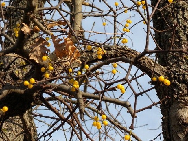 Loranthus europaeus / Vischio quercino