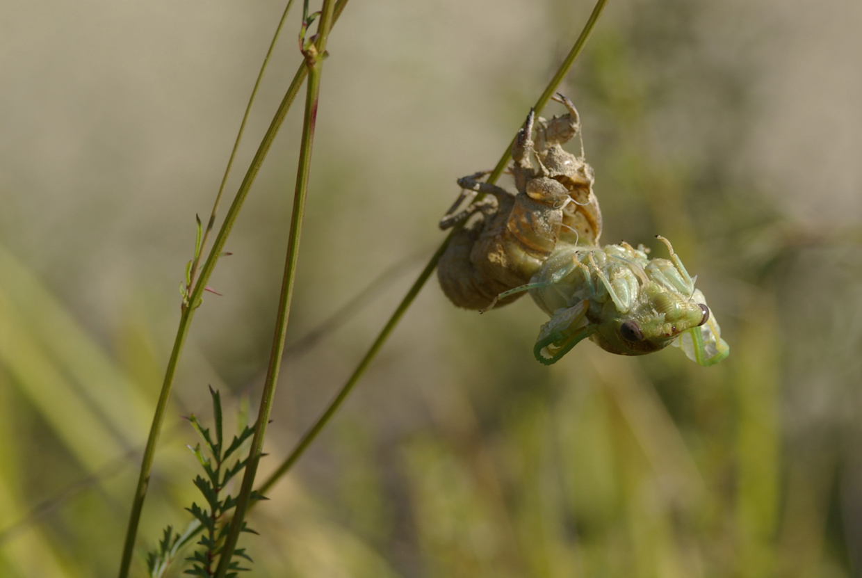 Fasi di sfarfallamento di Cicadidae:  cfr. Tibicina haematodes f.ma viridinervis