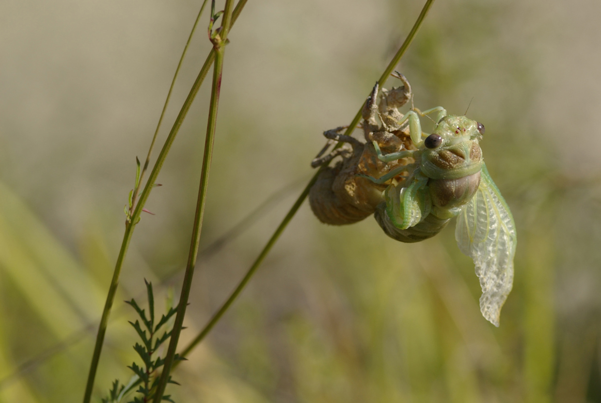 Fasi di sfarfallamento di Cicadidae:  cfr. Tibicina haematodes f.ma viridinervis