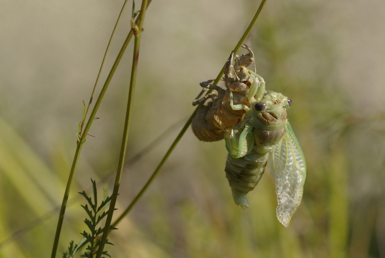 Fasi di sfarfallamento di Cicadidae:  cfr. Tibicina haematodes f.ma viridinervis