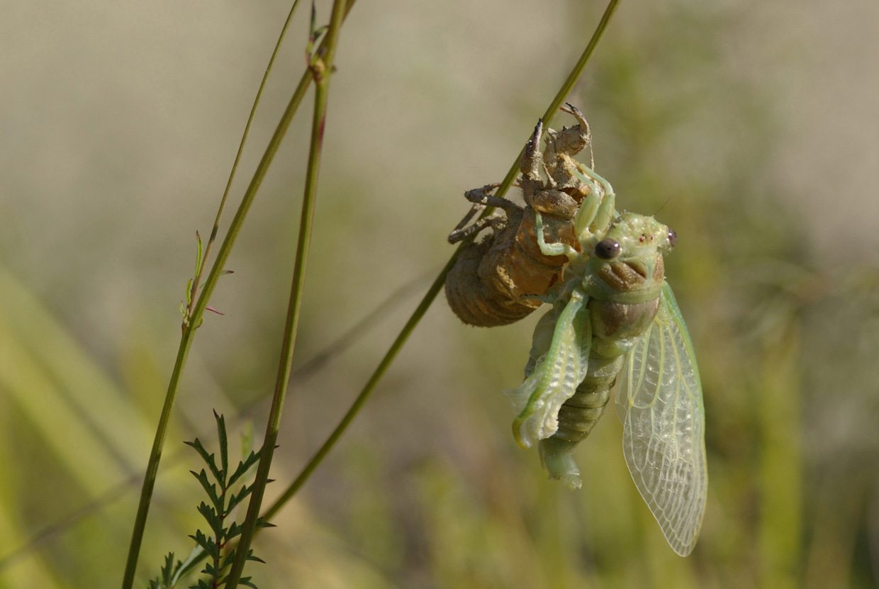 Fasi di sfarfallamento di Cicadidae:  cfr. Tibicina haematodes f.ma viridinervis